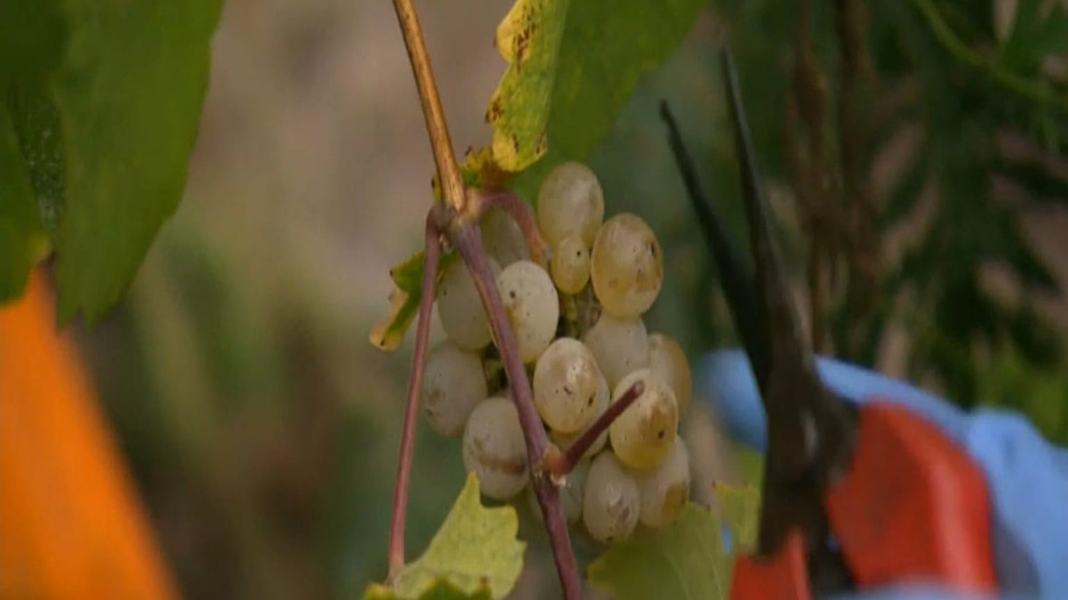 Deutschland: Beste Weinernte seit 1999