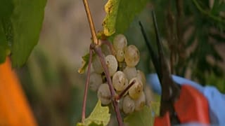 Deutschland: Beste Weinernte seit 1999