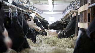Hollanda'da dünyanın ilk yüzen çiftliği açılacak