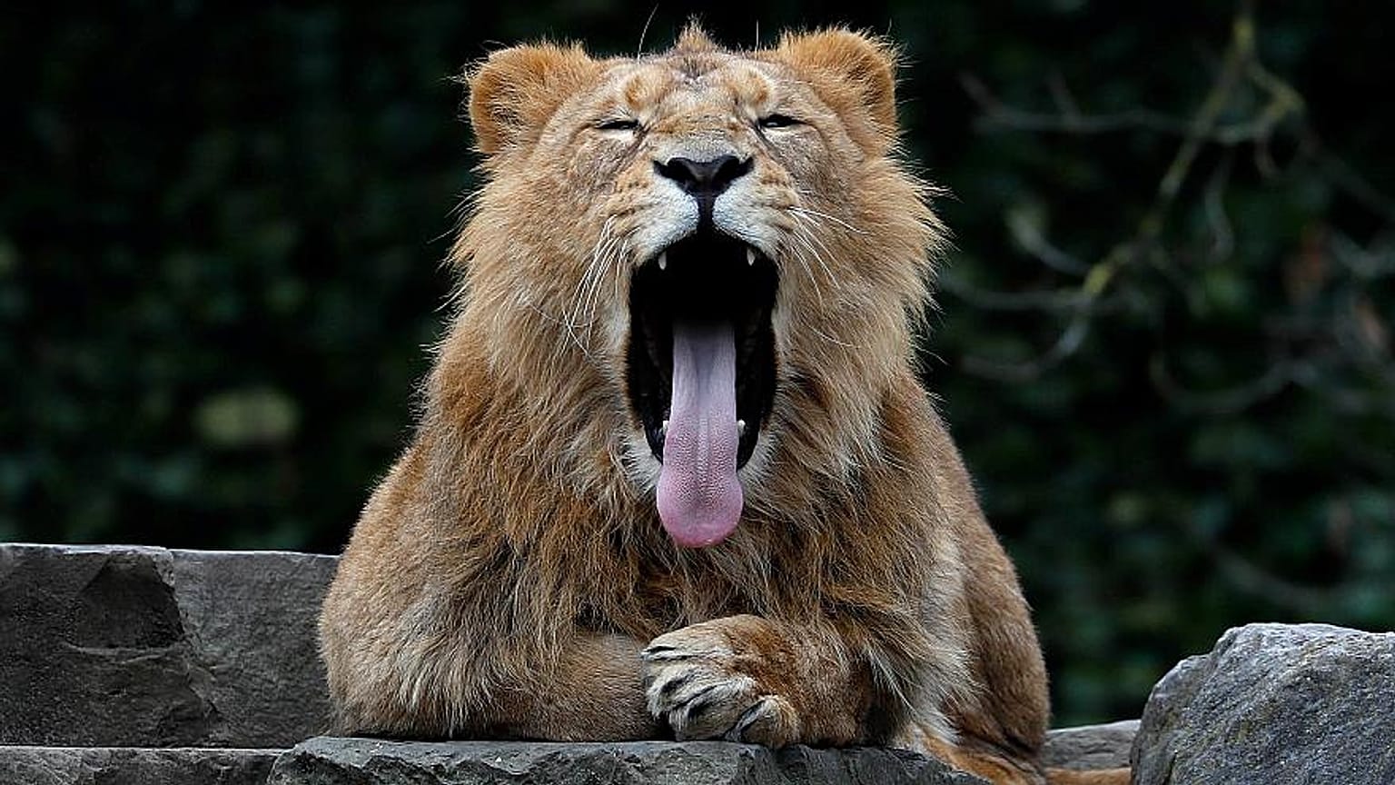 Nesli tükenmekte olan 23 Asya aslanı virüs salgınında öldü 