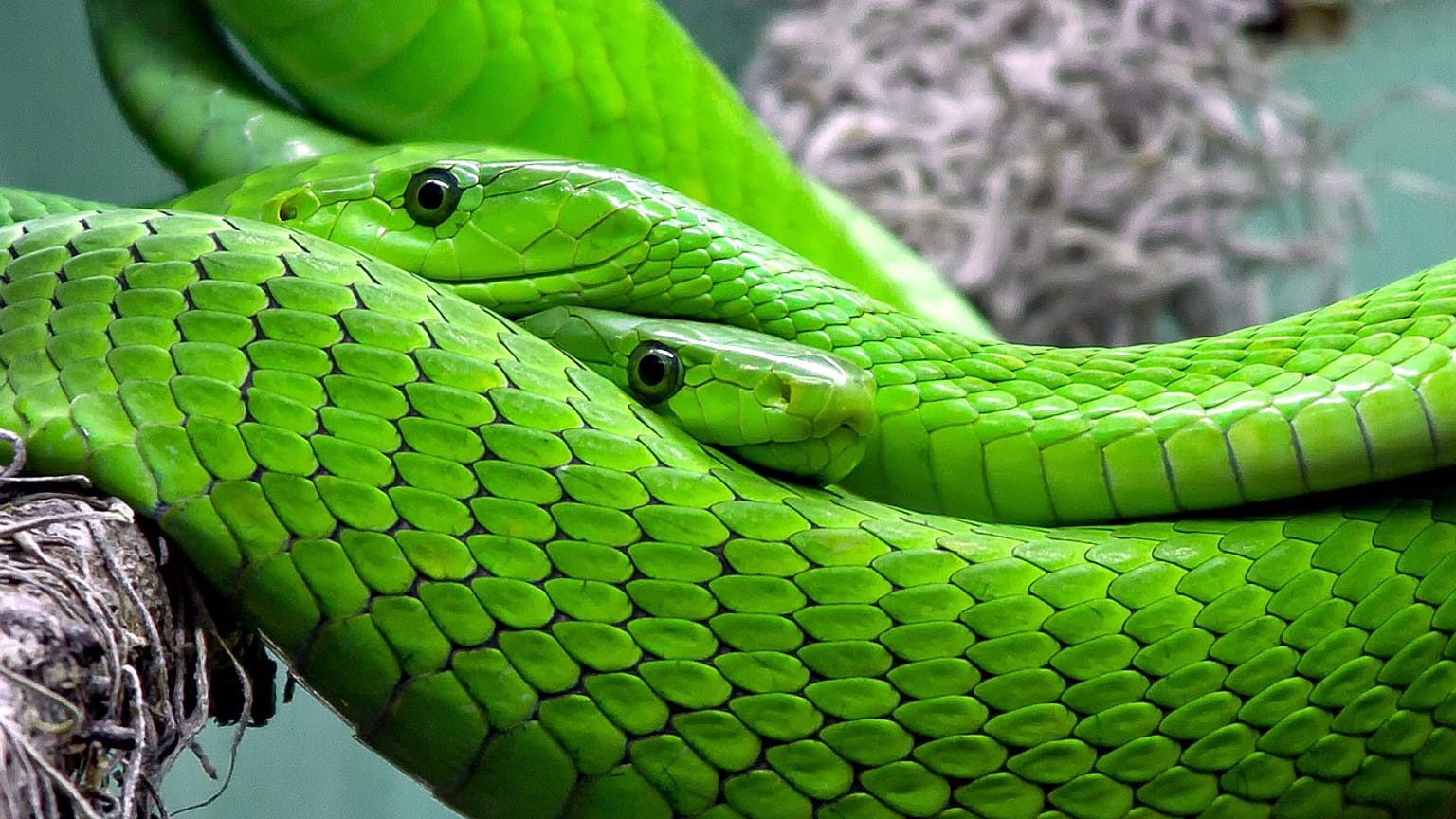 Prag: Grüne Mamba nach 3 Tagen wieder eingefangen