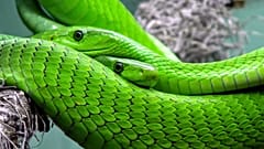 Prag: Grüne Mamba nach 3 Tagen wieder eingefangen