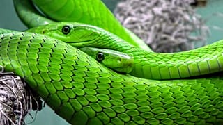 Prag: Grüne Mamba nach 3 Tagen wieder eingefangen