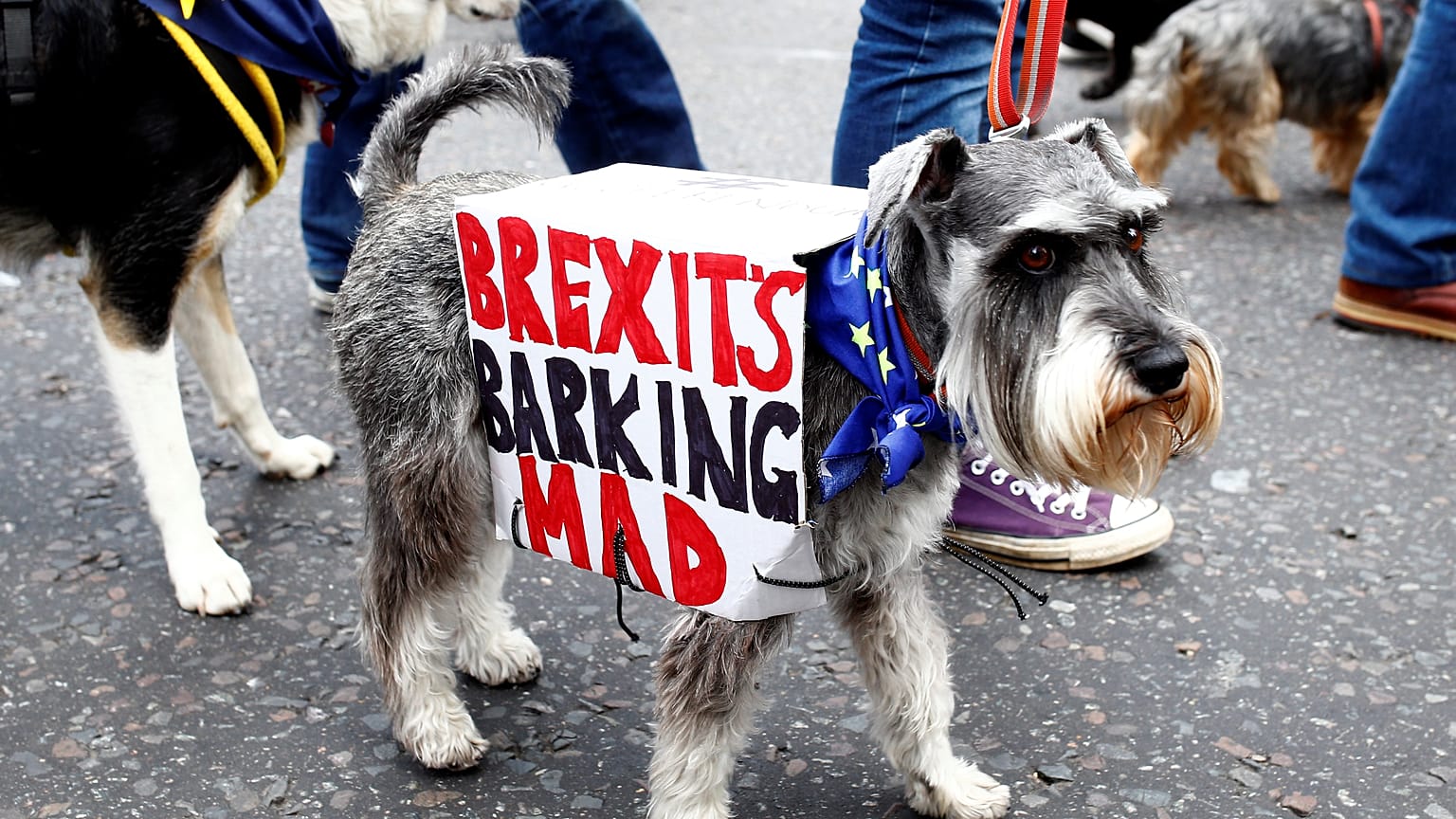 Hunde marschieren gegen Brexit durch London