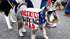 Hunde marschieren gegen Brexit durch London