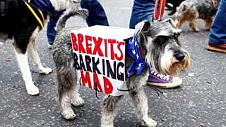 Hunde marschieren gegen Brexit durch London