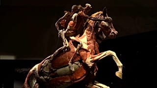 Preserved human bodies on show in macabre London exhibition