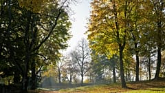 13-Jährige im Waldstück von mehreren Jugendlichen vergewaltigt: 4 Jahre und 9 Monate Haft