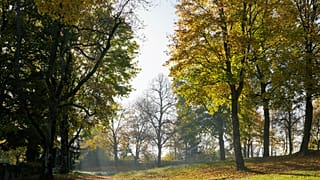 13-Jährige im Waldstück von mehreren Jugendlichen vergewaltigt: 4 Jahre und 9 Monate Haft
