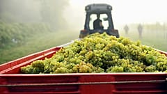 Why this year's boiling summer is good news for English sparkling wine