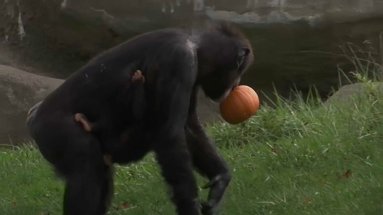 Animals treated to pumpkins as Halloween comes early to Detroit Zoo