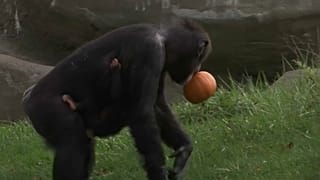 Animals treated to pumpkins as Halloween comes early to Detroit Zoo
