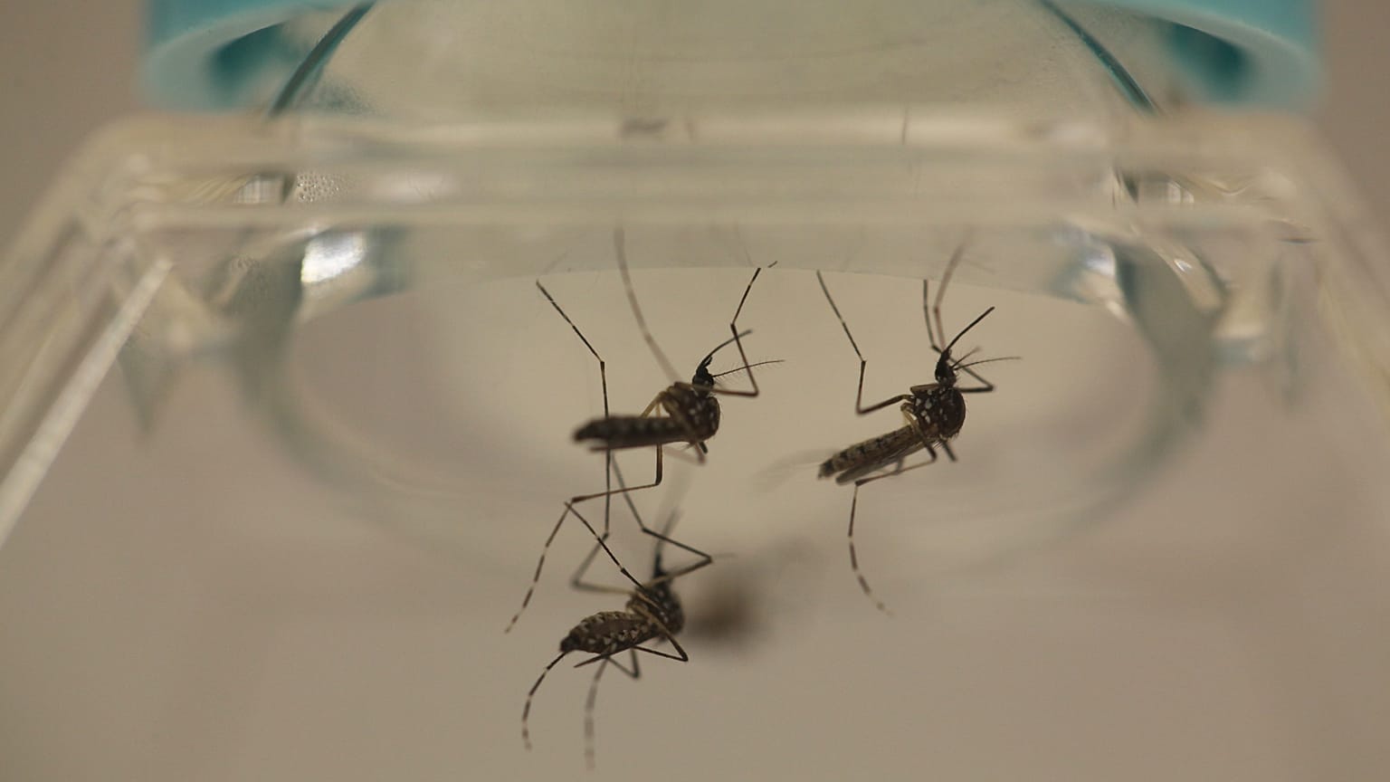 Malaria-carrying mosquitoes could be killed off by gene editing