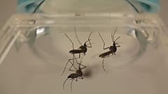 Malaria-carrying mosquitoes could be killed off by gene editing