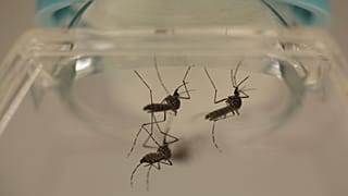 Malaria-carrying mosquitoes could be killed off by gene editing