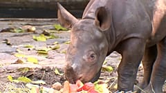 Berliner Zoo: Mutiges Nashornbaby 