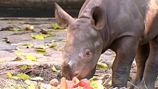 Berliner Zoo: Mutiges Nashornbaby 