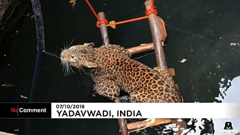 Il lucertolone gioca a golf e il leopardo in trappola