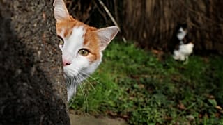 Zelenogradsk, Russia, has approximately 70 stray cats.