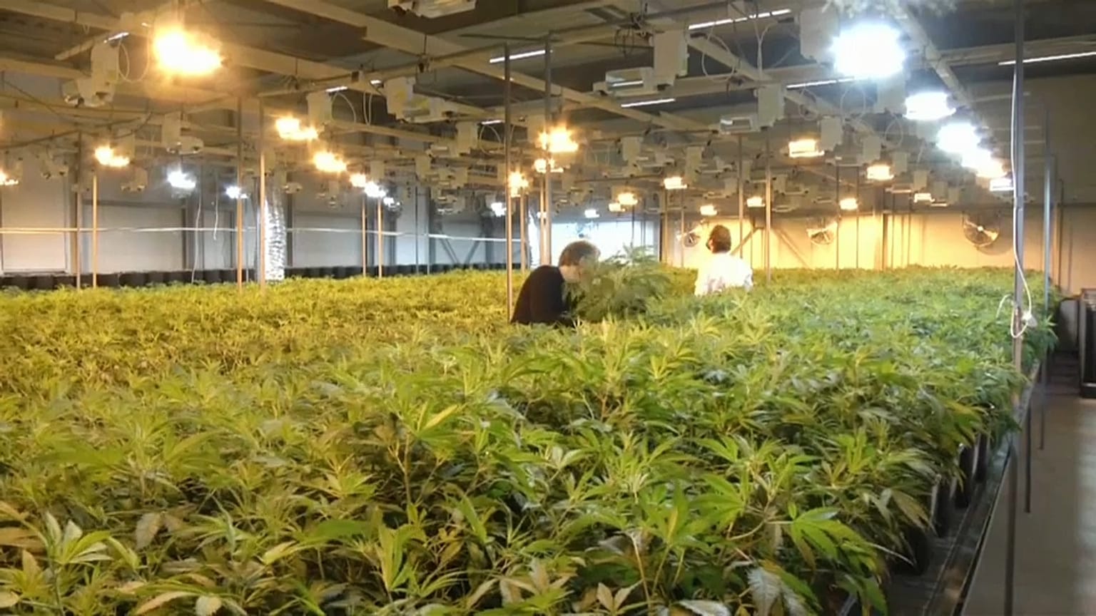 Cannabis, mercati in fibrillazione per la legalizzazione in Canada