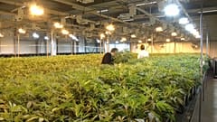 El cannabis es legal en Canadá desde este miércoles