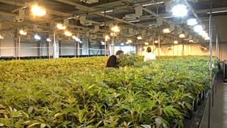 Cannabis, mercati in fibrillazione per la legalizzazione in Canada