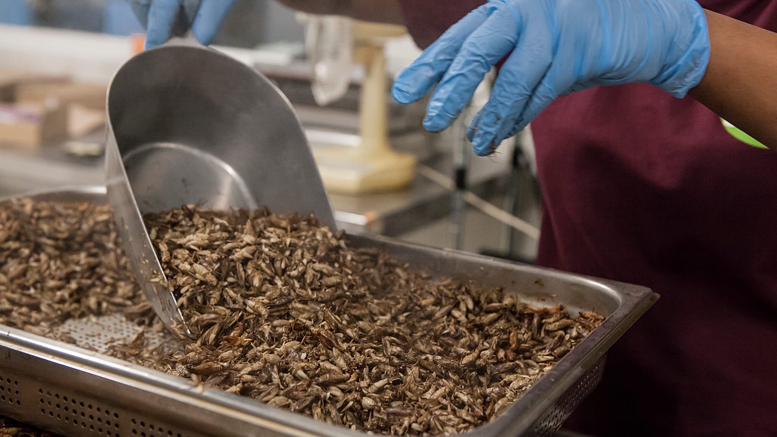 Crickets being prepared