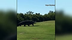 Watch: Not par for the course! Huge alligator spotted on golf fairway