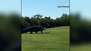 Watch: Not par for the course! Huge alligator spotted on golf fairway