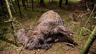 Danimarca: il mistero dell'alpaca decapitata ritrovata nella foresta