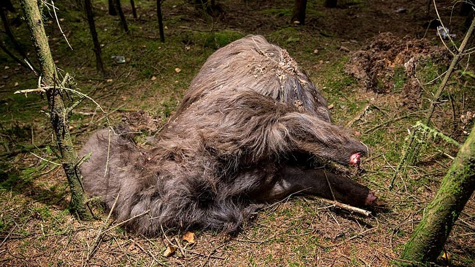 Surreal: Tier ohne Kopf und ohne Hufe in einem Wald in Dänemark gefunden