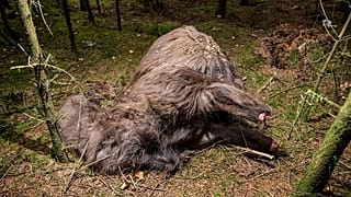 Surreal: Tier ohne Kopf und ohne Hufe in einem Wald in Dänemark gefunden