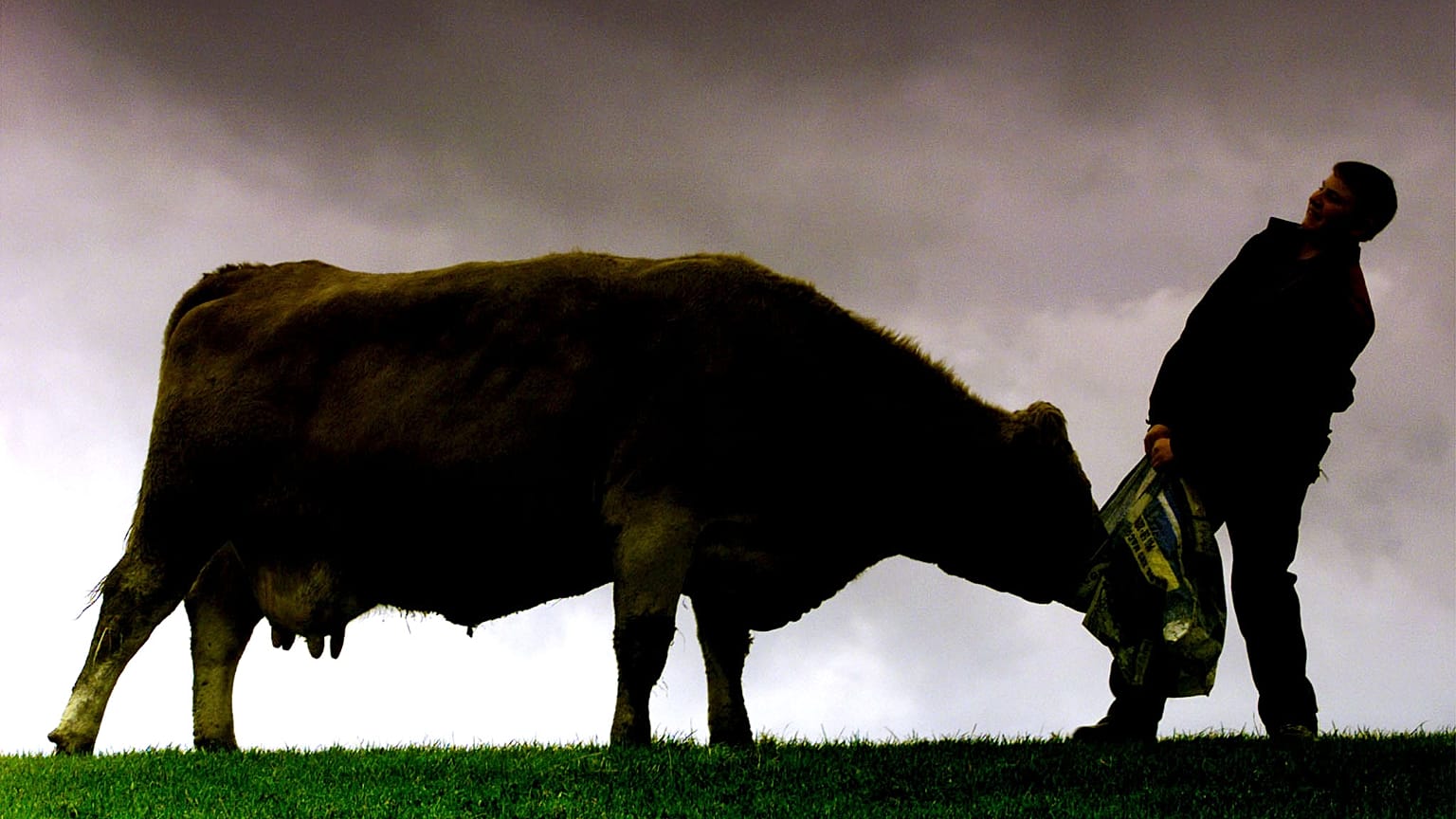 Mucca pazza: scoperto nuovo caso in Scozia