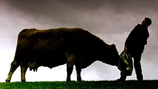 Mucca pazza: scoperto nuovo caso in Scozia