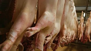 Schweinische Brexit-Folgen für Dänemark