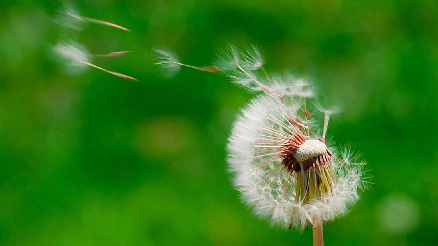 Dandelion seeds blowing in the wind.