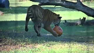 Watch: Tigers and jaguars get an early Halloween treat