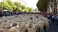 Ovejas y pastores ocupan el centro de Madrid