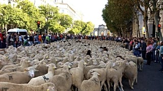 Ovejas y pastores ocupan el centro de Madrid