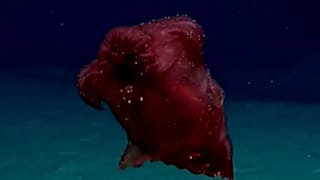 Watch: ‘Headless chicken monster’ discovered by new photo technology