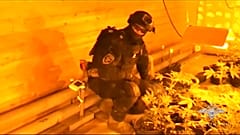 Под Архангельском накрыли плавучую плантацию конопли