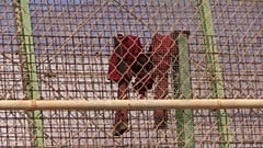 España devuelve a 55 migrantes que saltaron la valla de Melilla