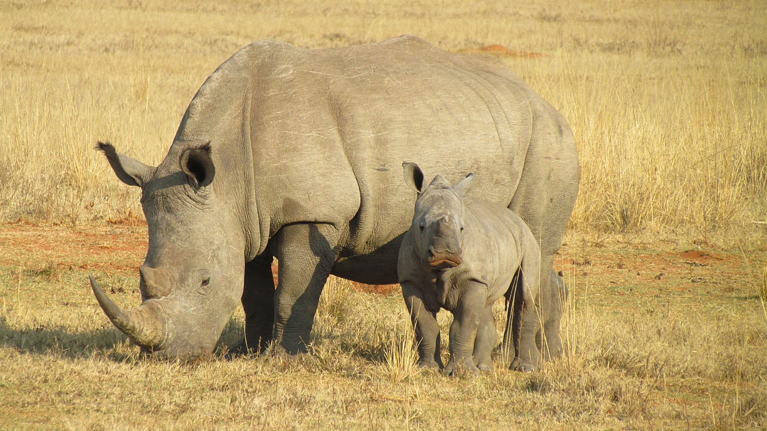 Raw Politics: Orban adopts a baby rhino 