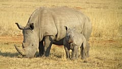 Raw Politics: Orban adopts a baby rhino 