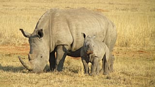 Raw Politics: Orban adopts a baby rhino 