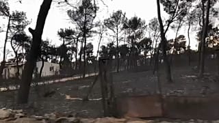 Incêndios na Grécia: voluntários da Cruz Vermelha fazem buscas