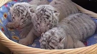 Watch: Three rare white tigers born in Crimea