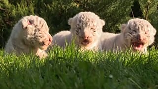 Tigres de bengala