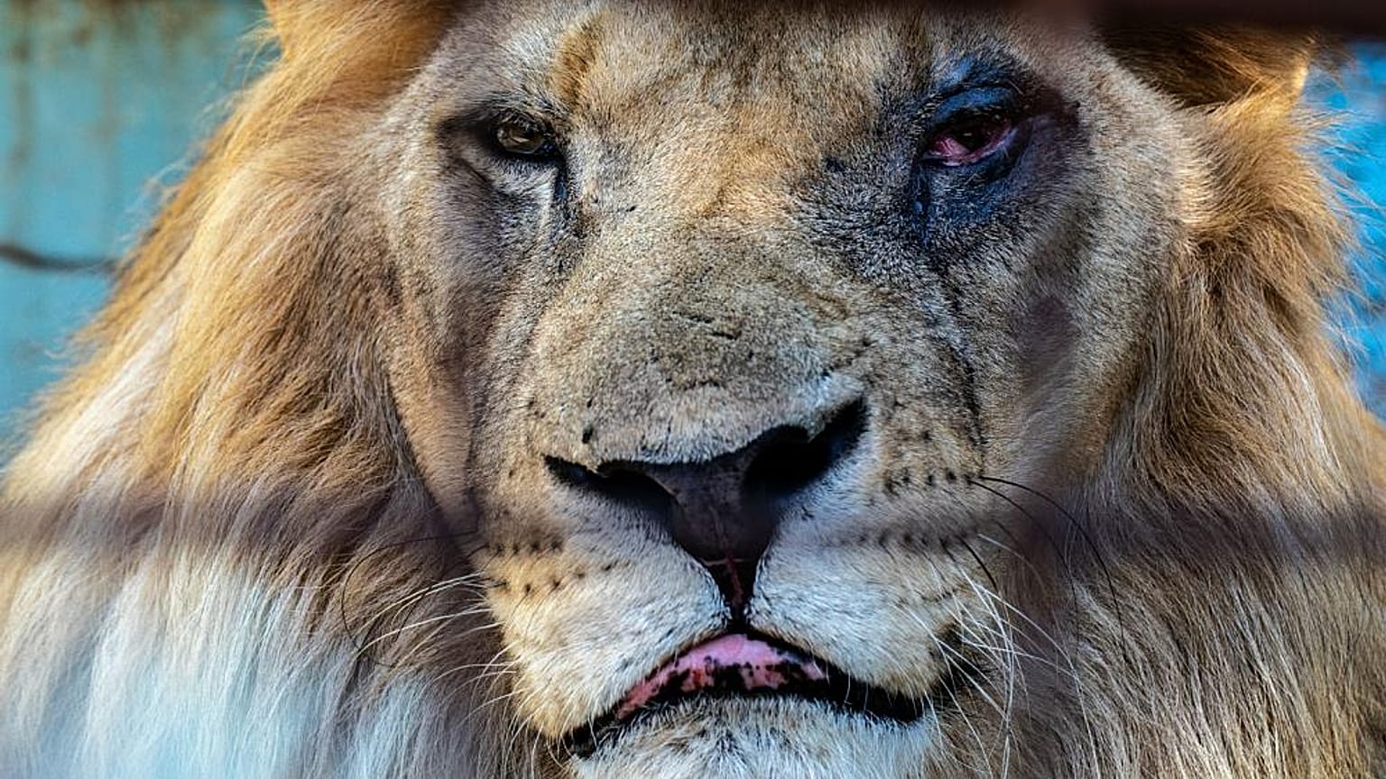 Animales desesperados y abandonados en el "peor zoo" de Europa
