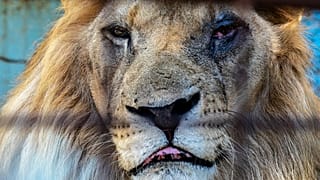 Animales desesperados y abandonados en el "peor zoo" de Europa